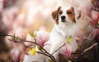 Dog cherry blossoms blurry focus - animal free wallpaper for desktop