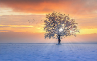 Lone tree snowy field sunset 2 - a lone tree in a snowy field free wallpaper