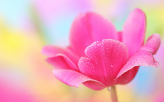 Pink flower water droplets multicolored - petal free wallpaper