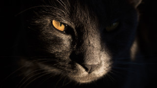 Black cat gothic closeup yellow - a close up of a cats face free wallpaper