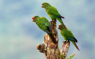 Three green birds perched branch - wild free wallpaper for desktop