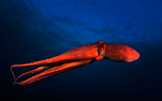 Octopus swimming ocean surface blue - a few cloud free wallpaper for desktop