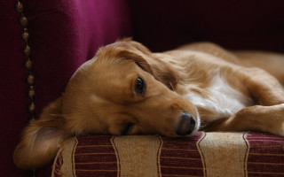 Dog laying couch head arm - canon 5 0 mm free wallpaper