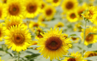 Sunflower field macro summer vibrancy - a field of sunflowers free wallpaper for desktop