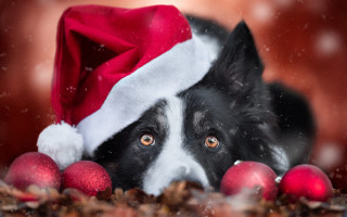 Dog santa hat ornaments animal - a santa hat free wallpaper