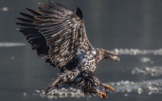 Large black bird spread wings - a large bird free wallpaper for desktop