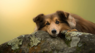 Dog resting rock moss closeup - moss free wallpaper
