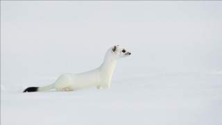 White animal snow curious jigsaw - photograph free wallpaper for desktop