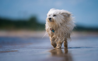 Dog beach blue tags impressionist - its ear free wallpaper