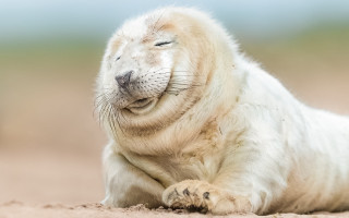 White seal beach green field - a sandy beach next free wallpaper