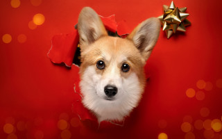 Dog bow head hole red - a hole free wallpaper