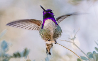 Hummingbird arabesque purple white bird - elinor proby adams free wallpaper