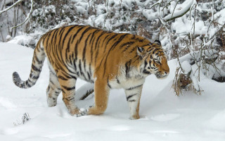 Snowy woodland tiger walking nature - a tiger free wallpaper for desktop