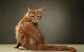 Cat glamor portrait table gray - colored free wallpaper