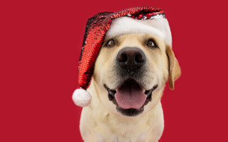 Dog santa hat red background - a santa hat free wallpaper