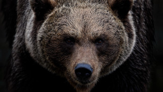 Brown bear closeup portrait wildlife - a black background and a blurry background behind free wallpaper
