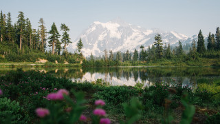 Mountain lake forest flowers foreground - elinor proby adams free wallpaper for desktop