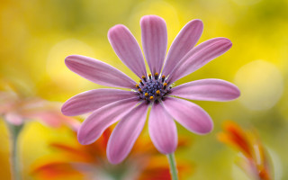 Pink flower yellow background macro - dennis flanders free wallpaper