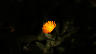 Yellow flower glowing night backlight - backlight free wallpaper