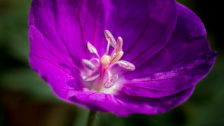 Purple flower white center green - a white center free wallpaper