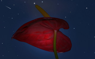 Red flower shooting star night - star in the sky free wallpaper for desktop