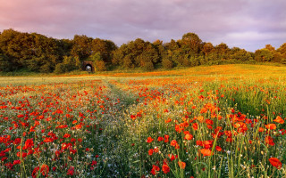 Field flowers dirtroad tunnel autumn - a dirt road in the middle of it free wallpaper