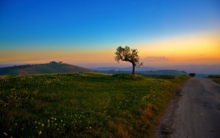 Lone tree hill sunset road - a grassy field in the foreground free wallpaper