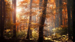 Forest autumn sunset cityscape embers - a forest free wallpaper