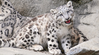 Snow leopard rock enclosure open - a snow leopard free wallpaper