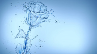 Rose drop water star blue - dirck van der lisse free wallpaper