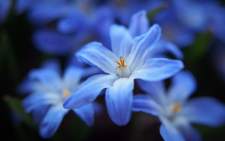 Blue flower macro bokeh leaves - a few green leaf free wallpaper