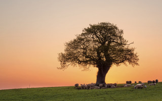 Sheep grazing sunset tree grassy - a lone tree in the foreground free wallpaper