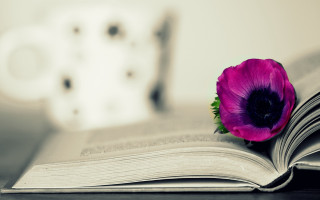 Book flower coffee vase stilllife - book cover free wallpaper