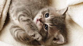 Kitten laying on blanket looking 2 - its paw free wallpaper for desktop
