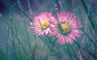 Pink flowers dew drops field - dew free wallpaper