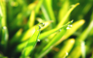 Grass water droplets macro blurry - a close up of a grass free wallpaper