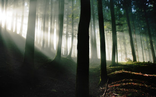 Bamboo forest light ray sunbeam - volumetric light free wallpaper