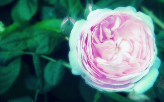 Pink flower green leaves bokeh 9 - the background and a blurry background of the flower free wallpaper