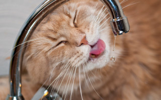 Cat licking water faucet blurry - fluxus free wallpaper