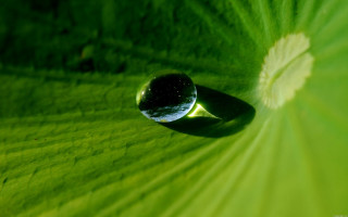 Water drop green leaf white 4 - a drop of water free wallpaper