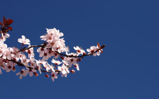 Branch white flowers blue sky 2 - a few pink flower free wallpaper