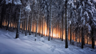 Snowy forest magical light mountains - caspar wolf free wallpaper for desktop