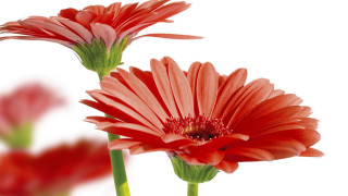 Red flowers vase green wings - water free wallpaper for desktop