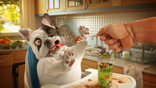 Dog eating food with spoon - a piece of food free wallpaper
