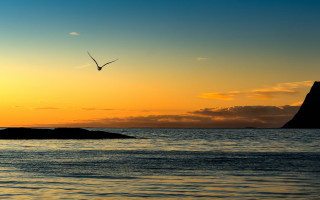 Bird sunset mountain water beach - over the water free wallpaper for desktop
