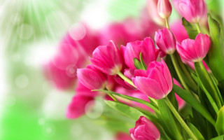 Pink flowers vase table bokeh - a white light free wallpaper