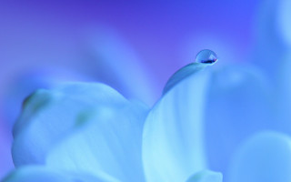 Flower water drop blue background - a drop of water free wallpaper for desktop