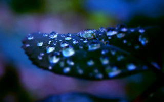Water drop leaf bokeh macro - drop of water free wallpaper