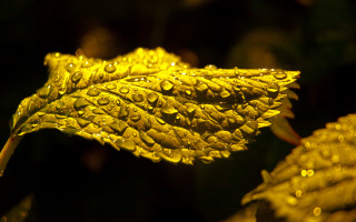 Leaf water droplets yellow green - a close up of a leaf free wallpaper