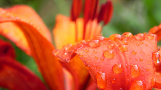 Flower water droplets macro blurry 13 - petal free wallpaper
